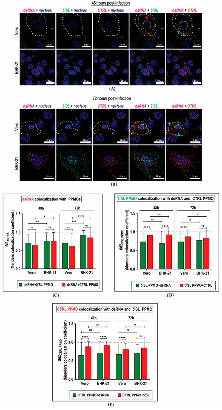 Colocalization of PPMOs with Dengue virus replication complex in vesicle packets.