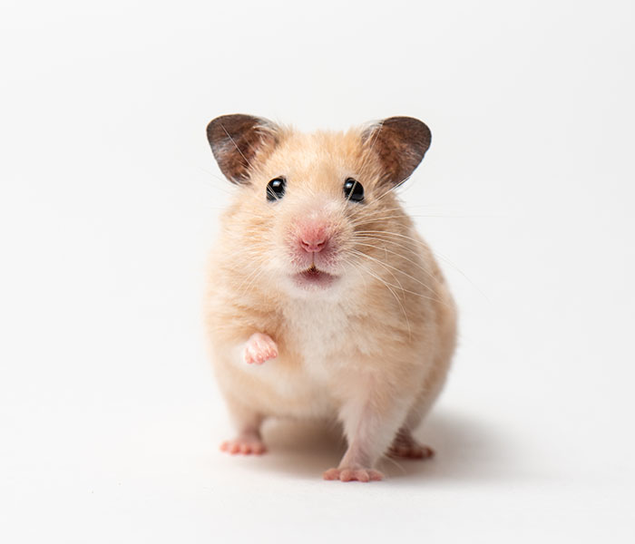 Hamster primary cells portfolio
