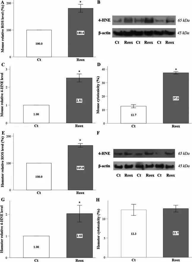 Anoxia-reoxygenation increases ROS and lipid peroxidation in both mouse and hamster RPTECs, but hamster cells survive.