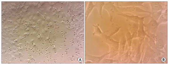 Morphological and phenotypic characteristics of hamster bone marrow mesenchymal stem cells