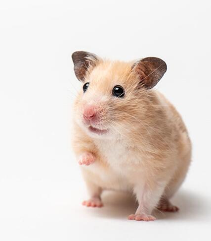 Illustration of hamster anatomy or hamster tumor cell culture