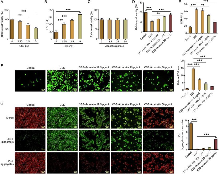 Acacetin elevated cell viability and alleviated oxidative stress damage in CSE-treated HBE135-E6E7 cells.