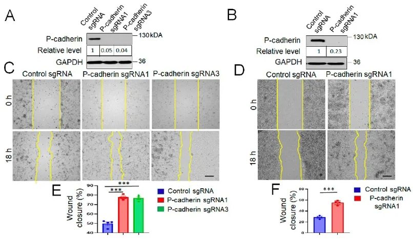 Knockout P-cadherin promotes intestinal epithelial cell migration.