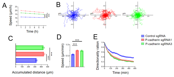 Analysis of live cell migration of control and P-cadherin-deficient IEC.