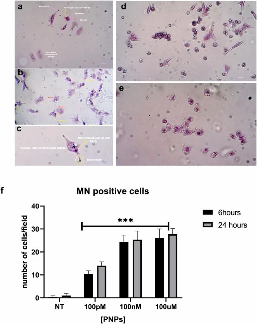 PS-NPs induce micronuclei formation in HeLa cells.