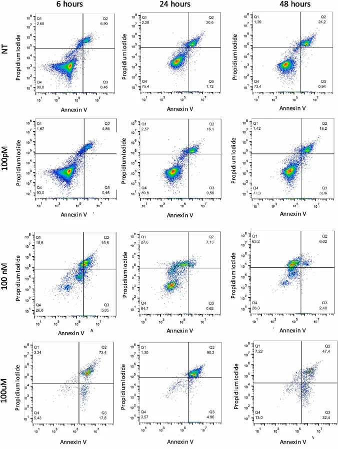 Short PS-NPs treatment times causes apoptosis in HeLa cells.