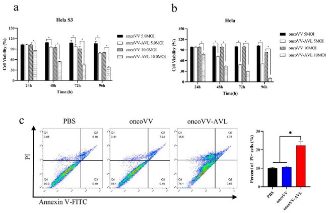 The cytotoxic effect of oncoVV and oncoVV-AVL on Hela S3 and Hela cells.