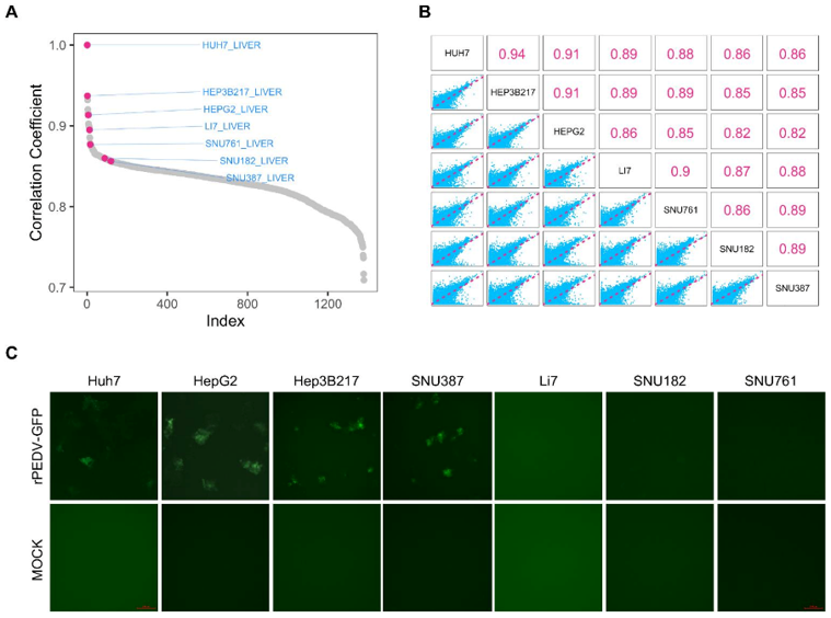 Selection of cell lines for PEDV infection.