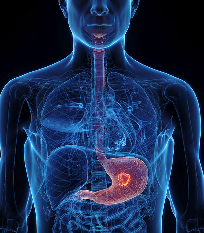 Hepatoma Cell Lines