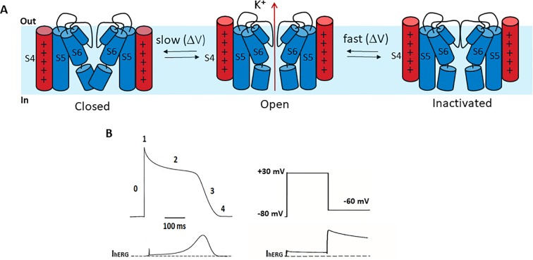 Fig. 1. hERG channel gating