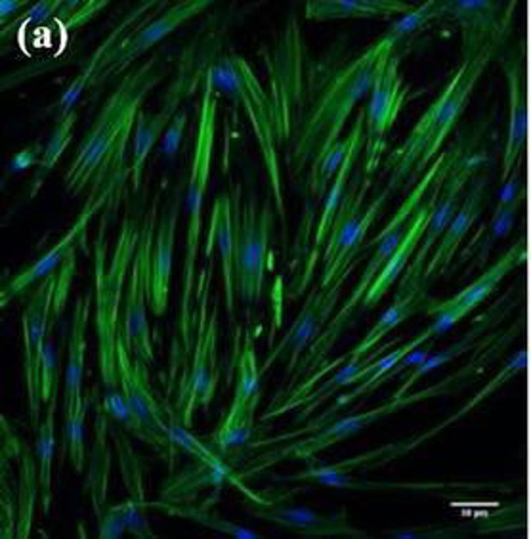 HFFF2 cells growing in culture for 7 days.