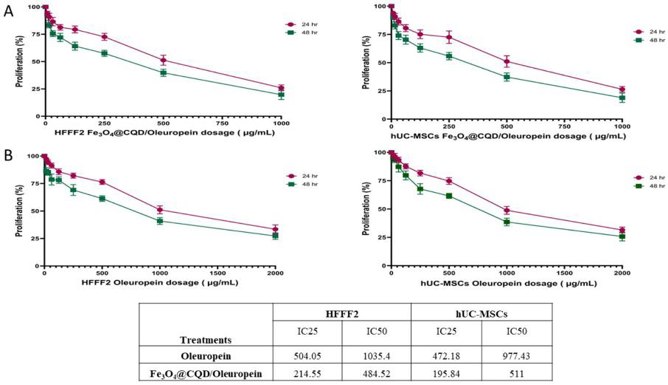 Cell viability. (A) HFFF2 and hUC-MSCs cells treated with Fe@C/Ole in MTT assay. (B) HFFF2 and hUC-MSCs cells treated with Ole in MTT assay.