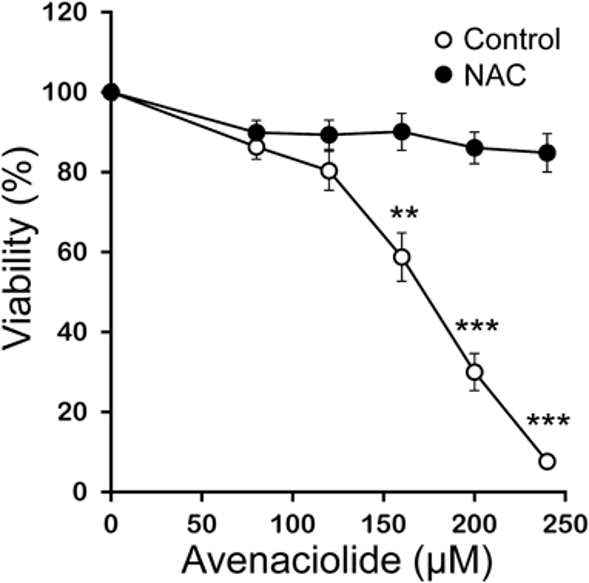 ROS Scavenger NAC Prevented Avenaciolide-Induced Cell Death.