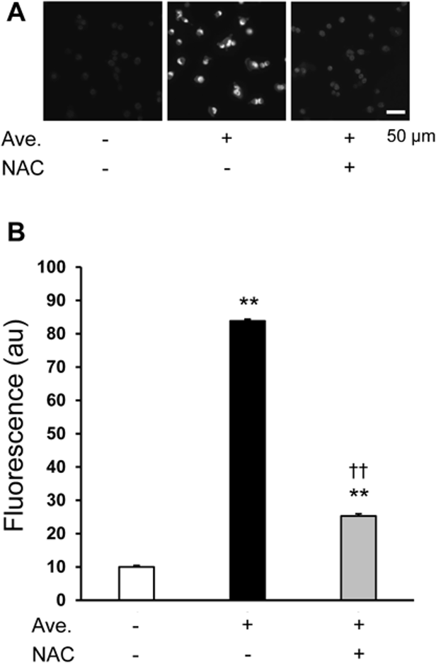 Detection of ROS Production Induced by Avenaciolide.