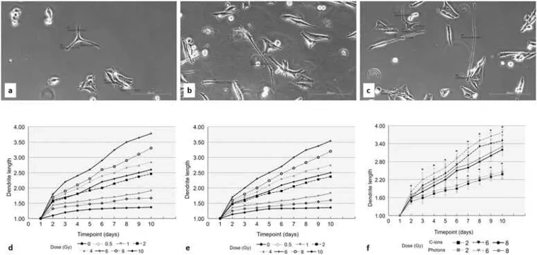Dendritic processes of HMV-II cells at (a) normal conditions (no exposure to irradiation) and after the exposure to 6 Gy of (b) C-ions and (c) photons, obtained using a phase-contrast microscope at 100X magnification. (d) Normalized data of dendrite length after the exposure to photons and to (e) C-ions. (f) Comparison of dendrite length between photons and C-ions at 2, 6, and 8 Gy.