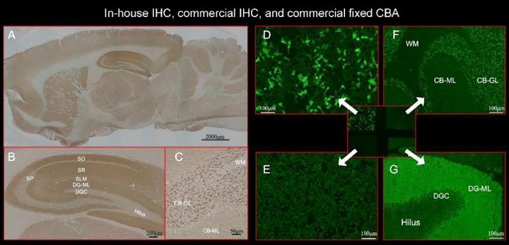 Immunostaining pattern of rat brain.