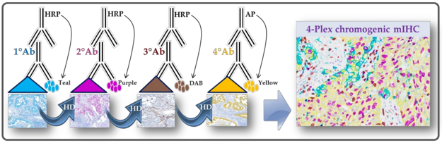 Chromogenic multiplexed immunohistochemistry assay scheme.