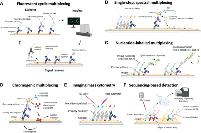 Schematic overview of the currently available methods for multiplexed immunohistochemistry (IHC).