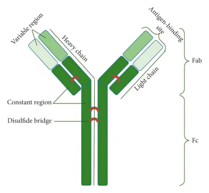 A schematic representation of the antibody structure.