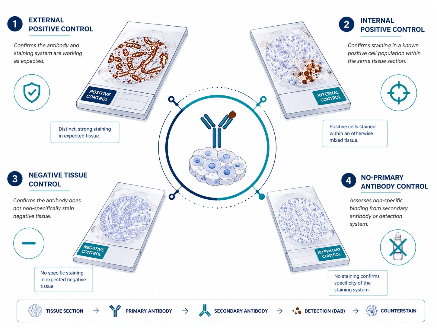 Four essential control types in IHC. External positive, internal positive, negative tissue, and no-primary controls address different aspects of assay performance and specificity.