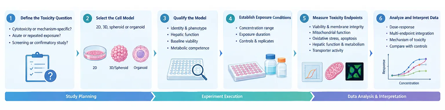 Workflow for an iPSC-derived hepatocyte toxicity study.
