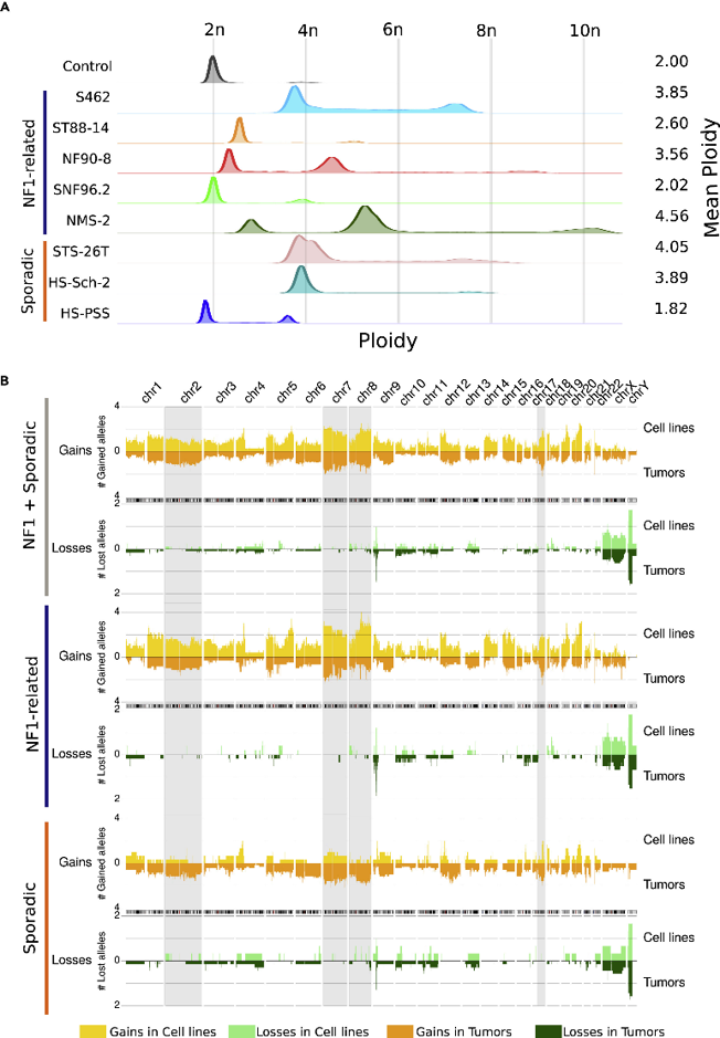 MPNST cell lines have different ploidies and recapitulate the genomic copy-number profile of primary MPNSTs.