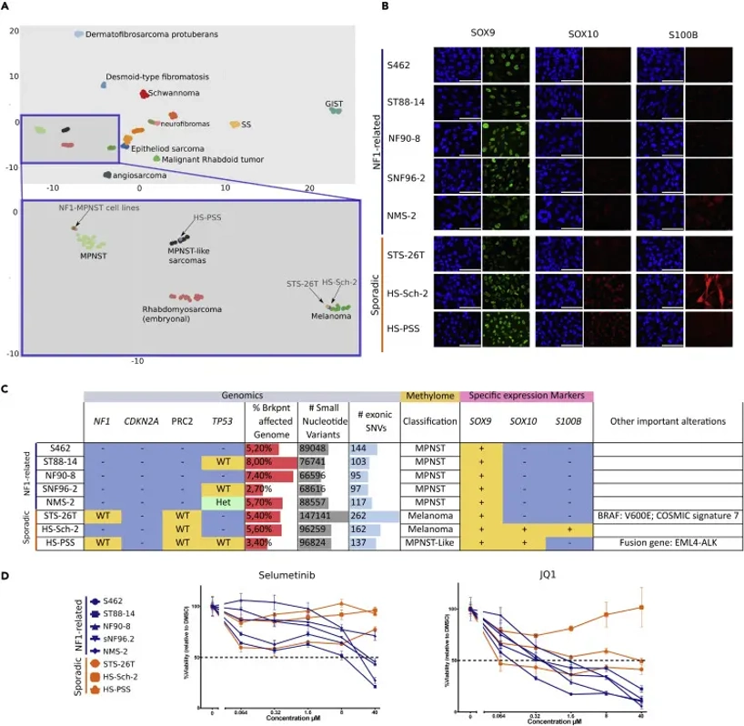 Genome, methylome, and marker analysis: useful tools for a better differential diagnosis and MPNST classification.