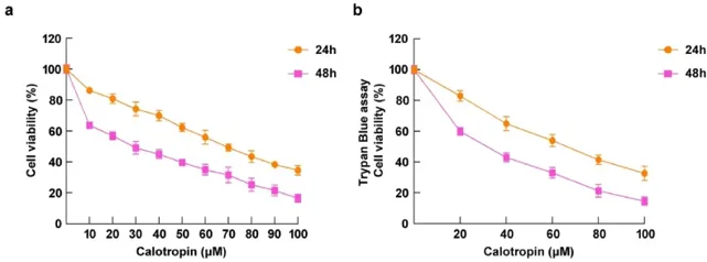 Cytotoxicity of calotropin in HSC-3 cells. (a) HSC-3 administrated with 10-100 μM dose of calotropin for 24 h and 48 h cytotoxicity was analyzed by MTT assay. (b) Cell viability was evaluating by trypan blue assay (right).
