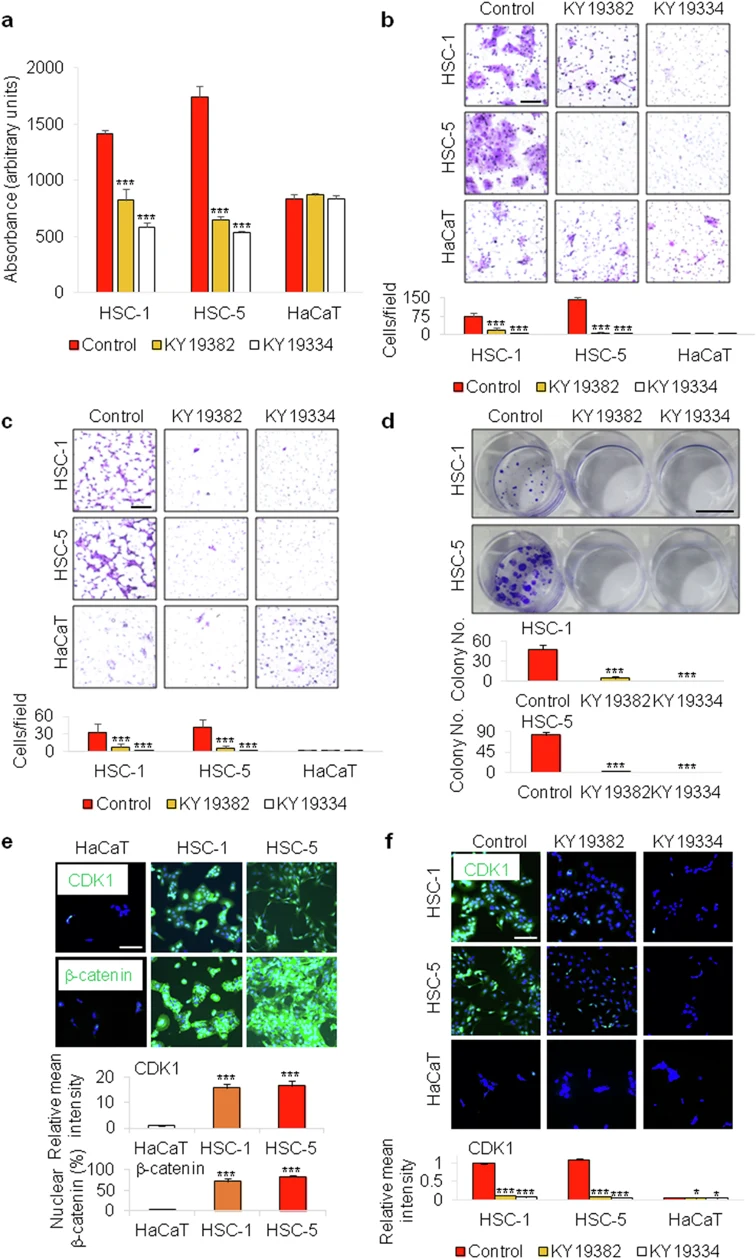 KY19382 and KY19334 inhibit the migration, invasion, proliferation and transformation of human cSCC cells.