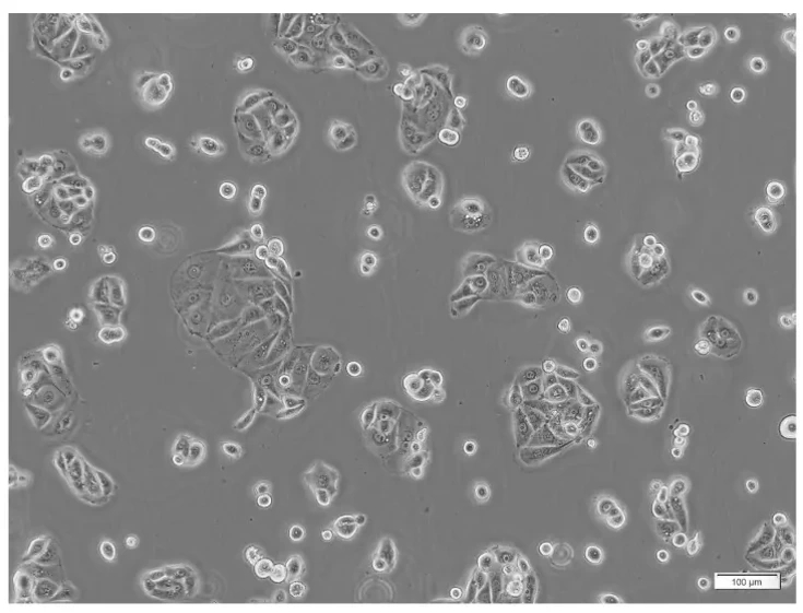HT-1197 cells in culture.