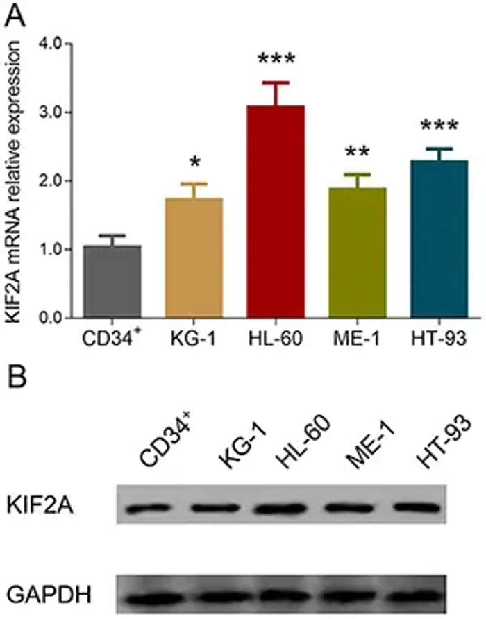 RT-qPCR experiments were carried out in triplicate, and western blot was performed once.
