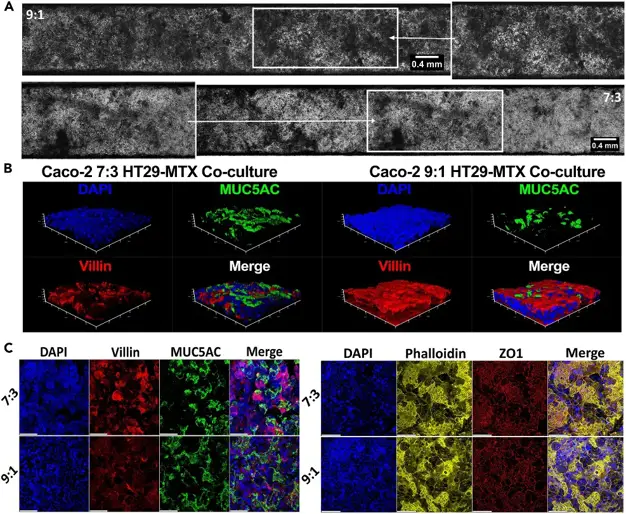 Brightfield and confocal microscopy for Caco-2:HT29-MTX-E12 co-culture at ratio 9:1 and 7:3.
