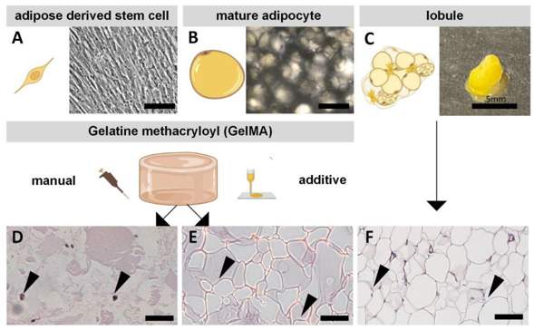 Overview of adipose-derived stem cells and adipocyte morphology in GelMA-based in vitro models and native adipose tissue.