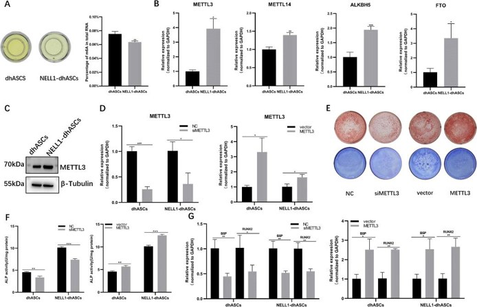In vitro analysis of METTL3 on osteogenic differentiation of hASCs induced by NELL-1.
