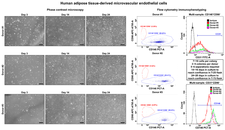 Visualization and immunophenotyping of primary human adipose tissue-derived microvascular endothelial cells (HMVEC).