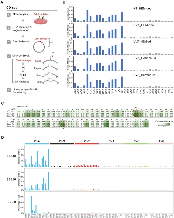 Oxidative DNA damage after UVA irradiation.