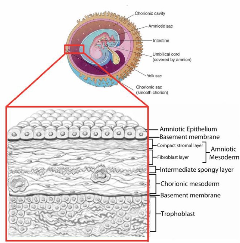 Structure of the amnion.