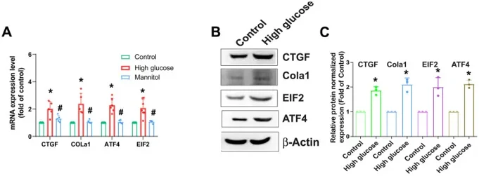 HG enhances fibrotic protein expression in HAFCs.