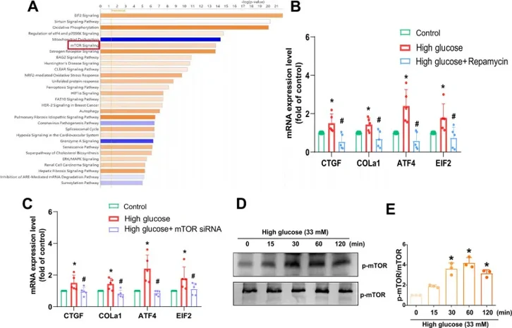 mTOR is regulated in HG-promoted fibrotic protein expression in HAFCs.