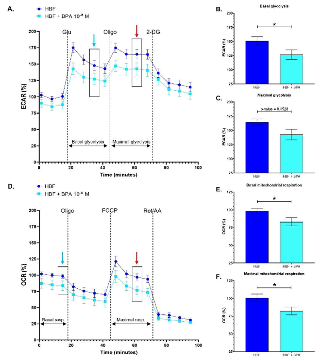 Healthy human bladder fibroblasts exhibit a decreased glycolytic and mitochondrial metabolism following chronic exposure to BPA.