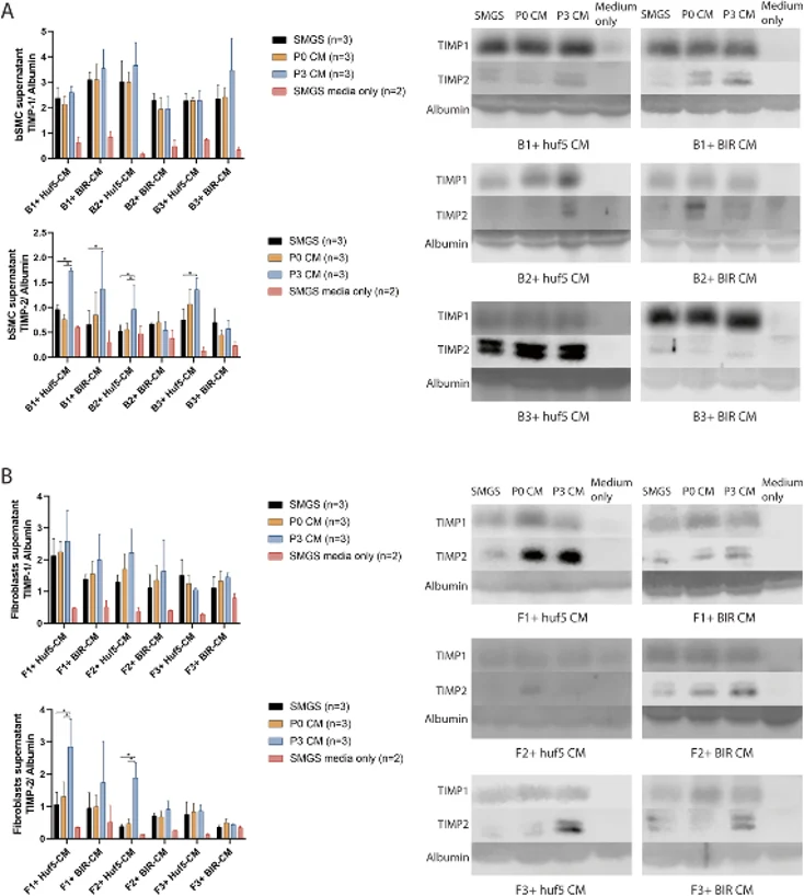 TIMP-1 and TIMP-2 protein expression in the supernatant of the bSMCs (a) and vaginal fibroblasts (b) treated with pSMC-CM.