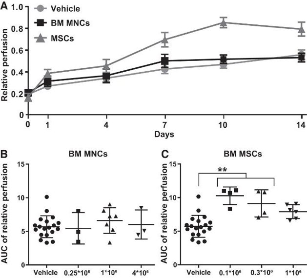 Relative perfusion after cell administration.