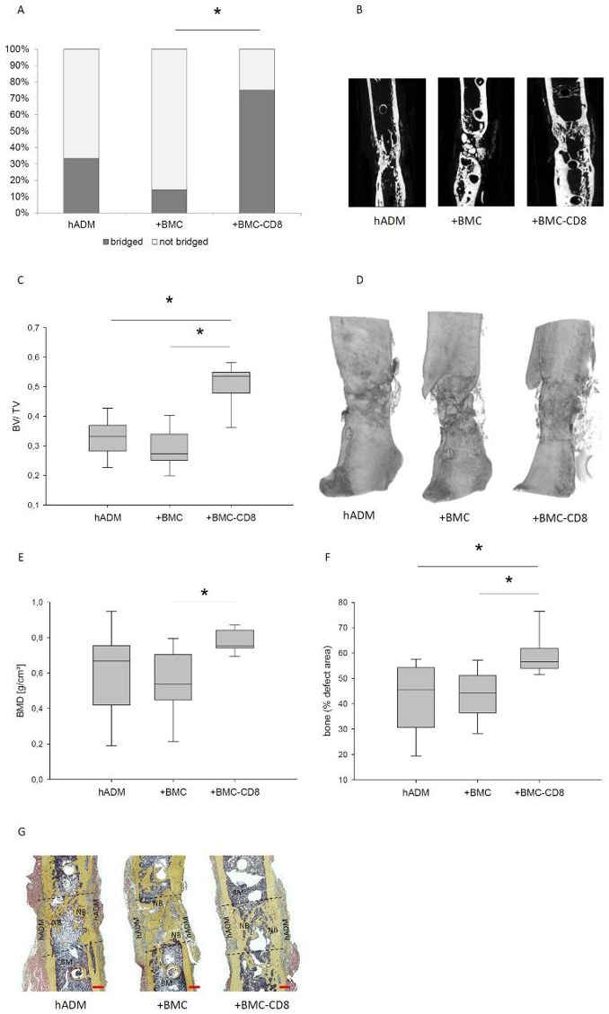 Bone healing parameters assessed by µCT and histology 8 weeks after transplantation.