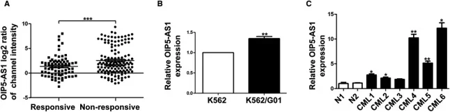 OIP5-AS1 was Highly Expressed in LSCs From CML Patients With Poor Response to TKI and K562/G01 Cells.