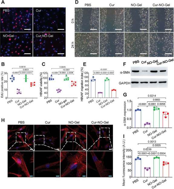 Cur-NO-Gel suppresses the activity of vascular fibroblasts and inhibits myofibroblast transformation.