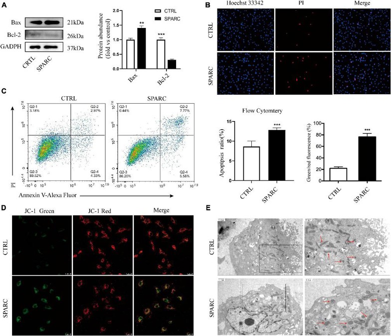 SPARC induced apoptosis of HBVSMC.