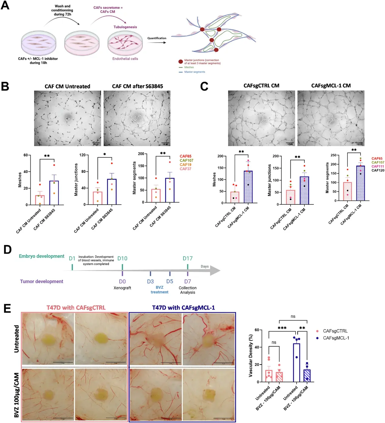 Targeting of MCL-1 in bCAFs promotes tubulogenesis of endothelial cells in vitro and angiogenesis in ovo.