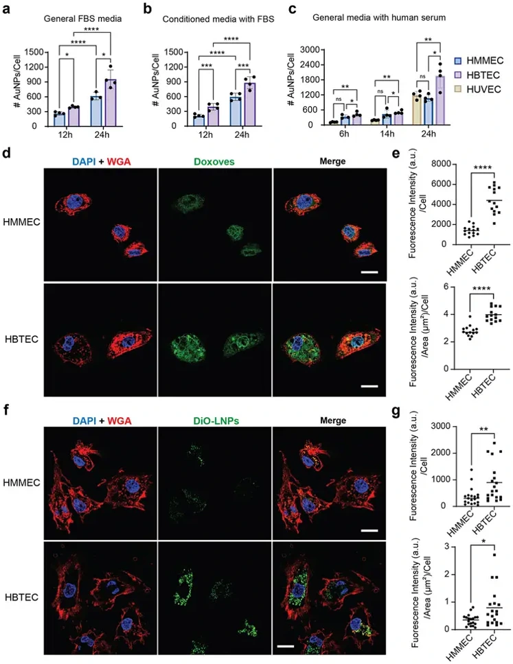 Breast tumor-associated endothelial cells favor interactions with nanoparticles.