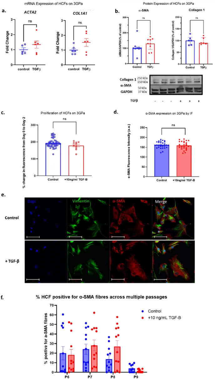 Activation status and proliferation of human cardiac fibroblasts on 3 GPa culture plates. Cells were grown in the presence and absence of 10 ng/ml TGF-β.