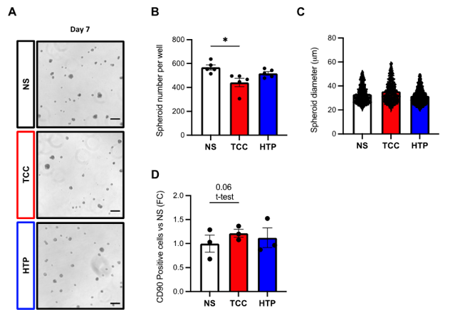 Spheroid growth and phenotype of CSCs after treatment with serum lots of smokers